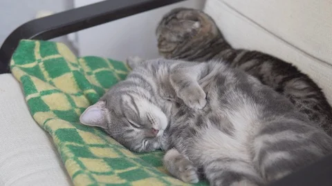 Two cats mom and son resting and sleeping on the chair with green yellow plaid Stock Footage 108732810