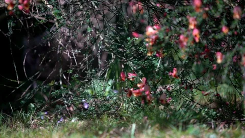 Two cats on the move Stock Footage 129449157