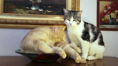 Two cats in my home changed my life Stock Footage 82243853