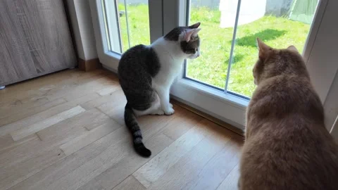 Two cats near window. Stock Footage 317680861