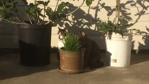 Two Cats Next To A Pot Of Grass 스톡 동영상 167974945