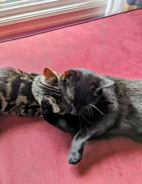 Two Cats Nuzzling on Red Couch Beside Window Stock Photos
