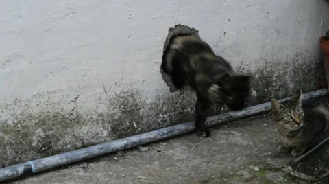 Two cats. One appears through a hole in the wall. Vidéo 8931619