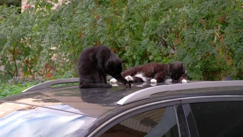 Two cats one black and one brown are sitting on the roof of a car Stock Footage 314979278