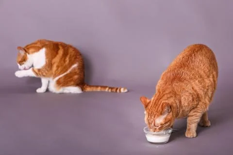 Two cats one drinking milk from glass bowl other in background bathing Stock Photos