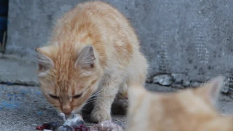 Two cats. One looks and the other eats a rat Stock Footage 106201394