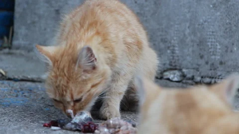 Two cats. One looks and the other eats a rat Stock Footage 106203977