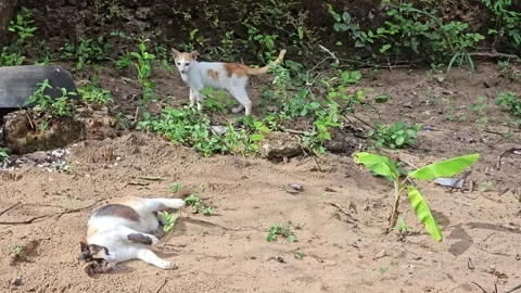 Two cats, one staring at a large, vibrant green striped praying mantis 스톡 동영상 317835173