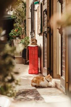 Two cats outside Stock Photos
