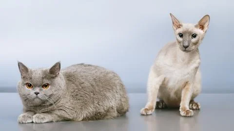 Two cats Stock Photos