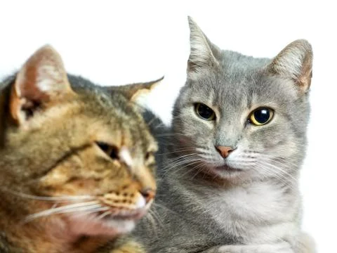 Two cats Stock Photos