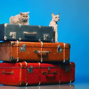 Two cats Stock Photos