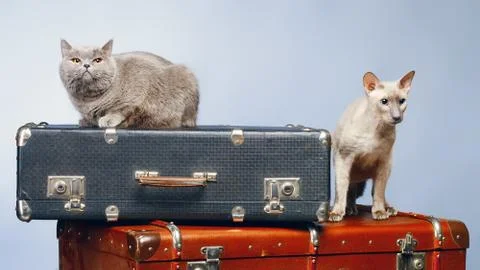 Two cats Stock Photos