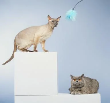 Two cats Stock Photos