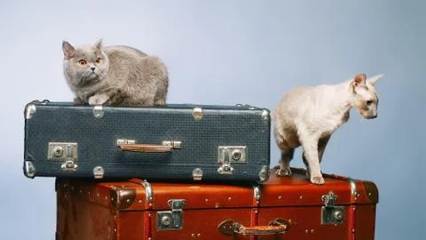 Two cats Stock Photos