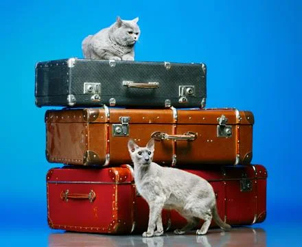 Two cats Stock Photos