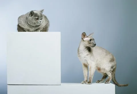 Two cats Stock Photos