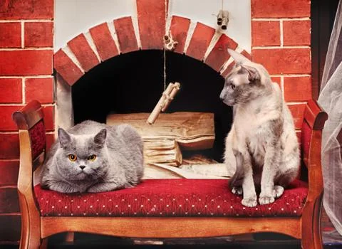 Two cats Stock Photos