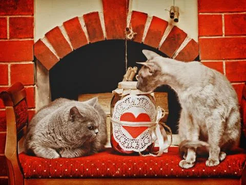 Two cats Stock Photos