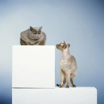 Two cats Stock Photos