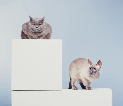 Two cats Stock Photos