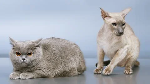 Two cats Stock Photos