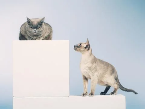 Two cats Stock Photos