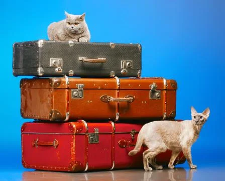 Two cats Stock Photos