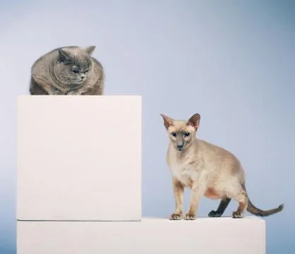 Two cats Stock Photos