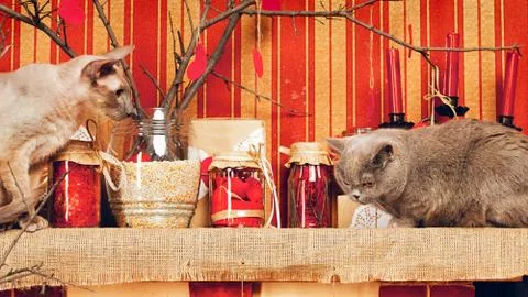 Two cats Stock Photos