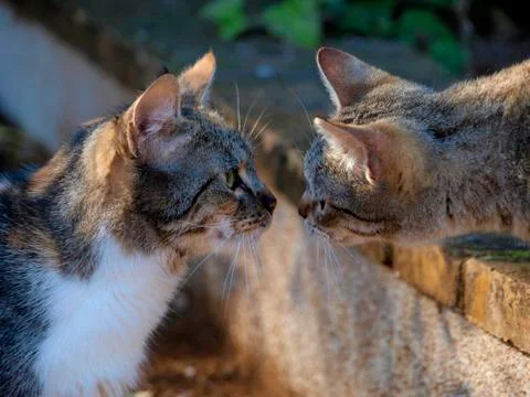 Two cats 스톡 사진