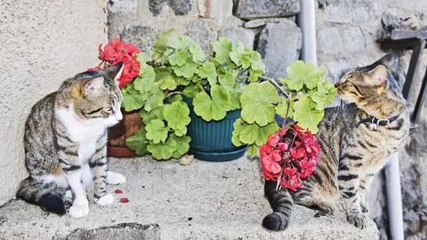 Two cats Stock Photos