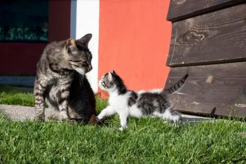 Two cats Stock Photos