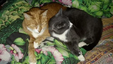 Two cats Stock Photos