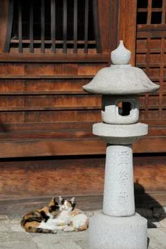 Two cats Stock Photos