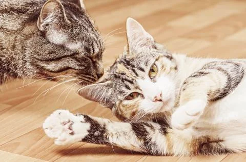 Two cats Stock Photos