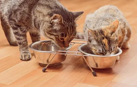 Two cats Stock Photos