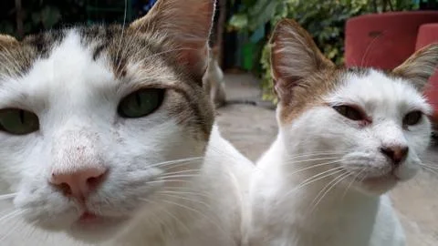 Two cats Stock Photos