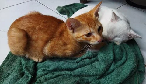 Two cats Stock Photos