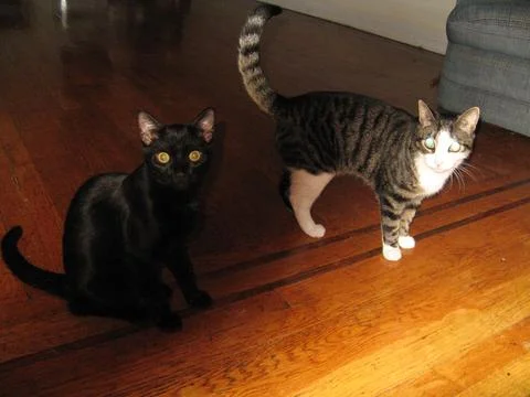 Two cats Stock Photos