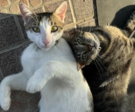 Two cats Stock Photos