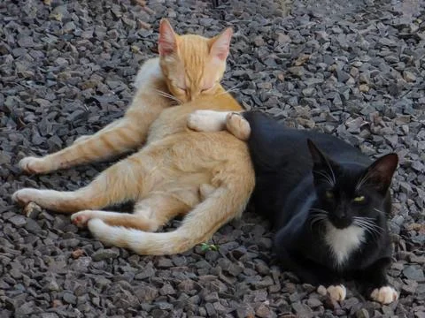 Two cats 스톡 사진