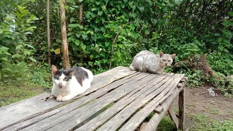 Two cats Stock Photos