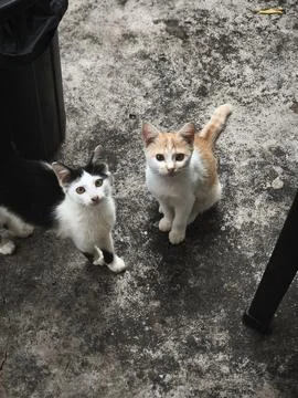 Two cats Stock Photos