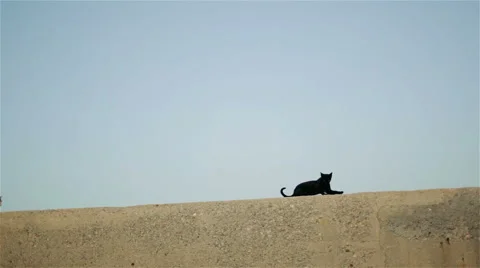 Two cats on the pier 스톡 동영상 49798932