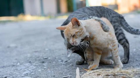 Two cats play and cuddle together in a sunny outdoor environment during the.. Stock Photos