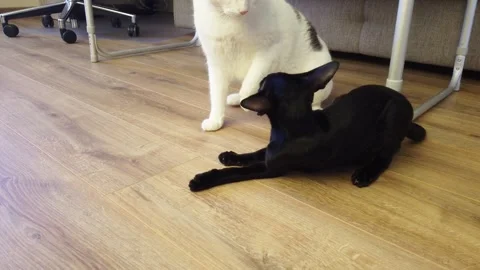 Two cats play and fight Stock Footage 263780835