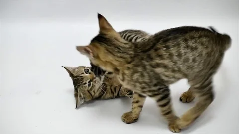 Two cats play with each other on white background, slow motion Stock Footage 79537486