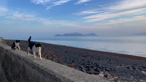 Two cats play with each other. Walking along the seashore dam Stock Footage 263024437