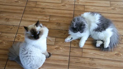 Two cats play Stock Footage 89604411